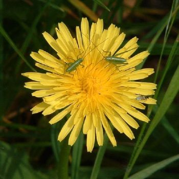paardebloem