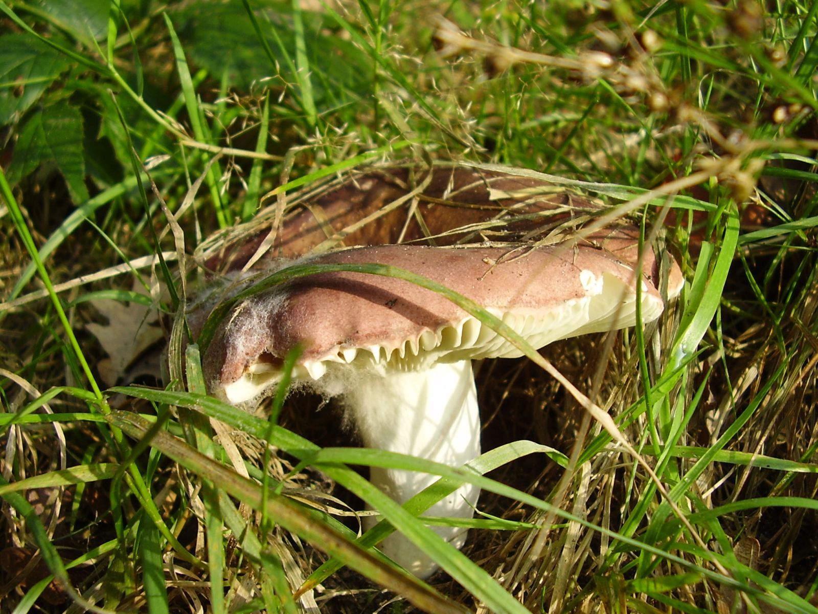 Paddenstoel verstopt in het gras