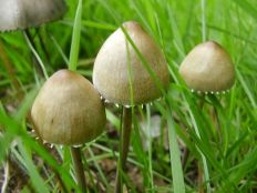 Paddenstoelen
